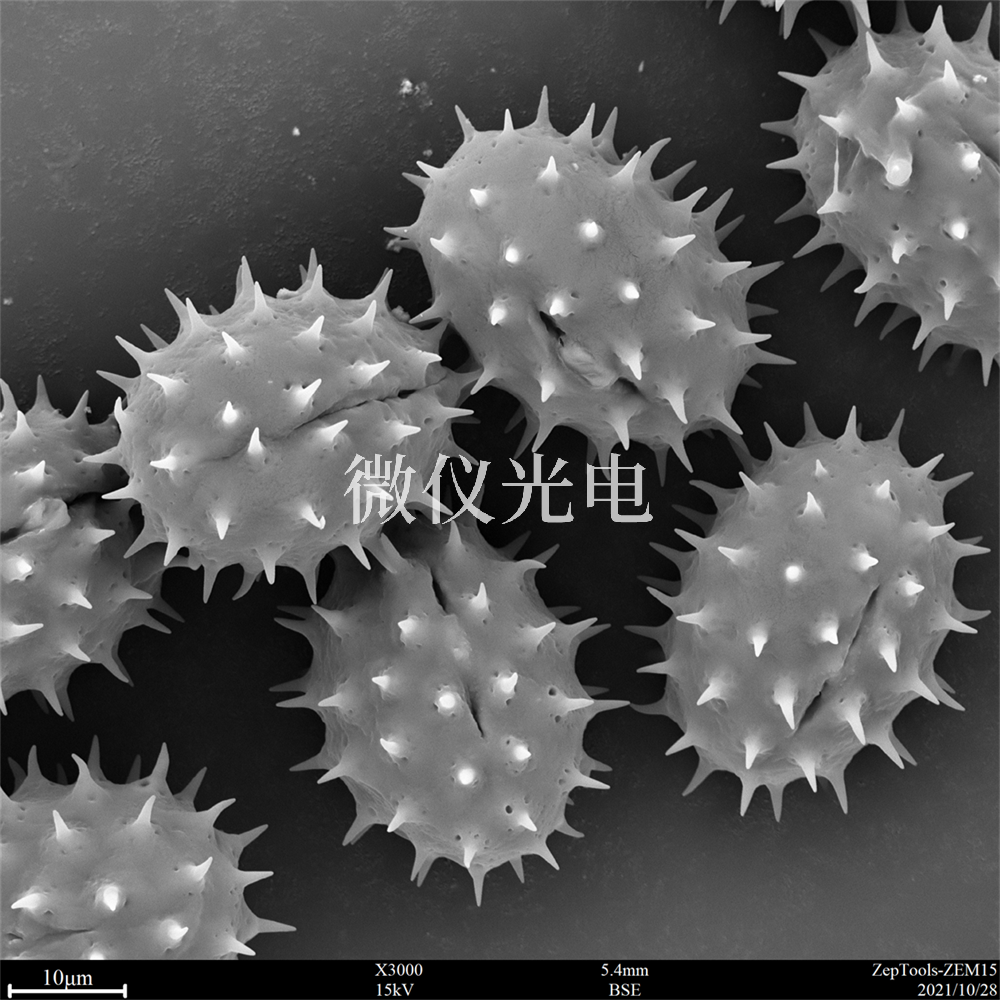 掃描電鏡測(cè)樣，要注意什么？